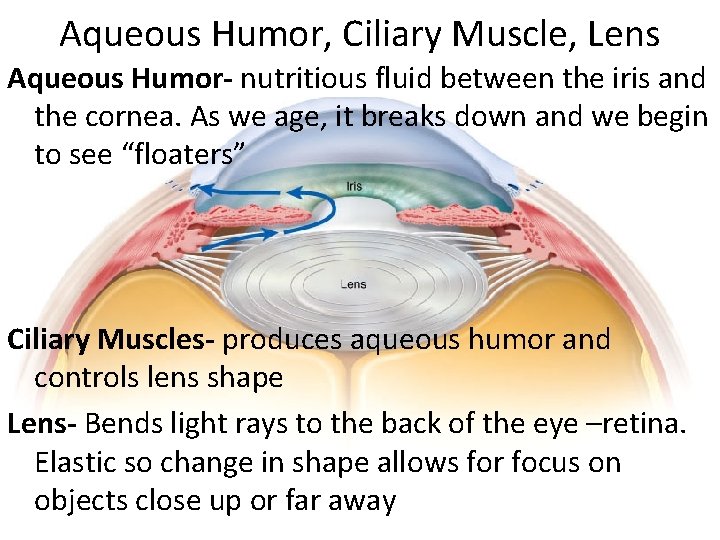 Aqueous Humor, Ciliary Muscle, Lens Aqueous Humor- nutritious fluid between the iris and the