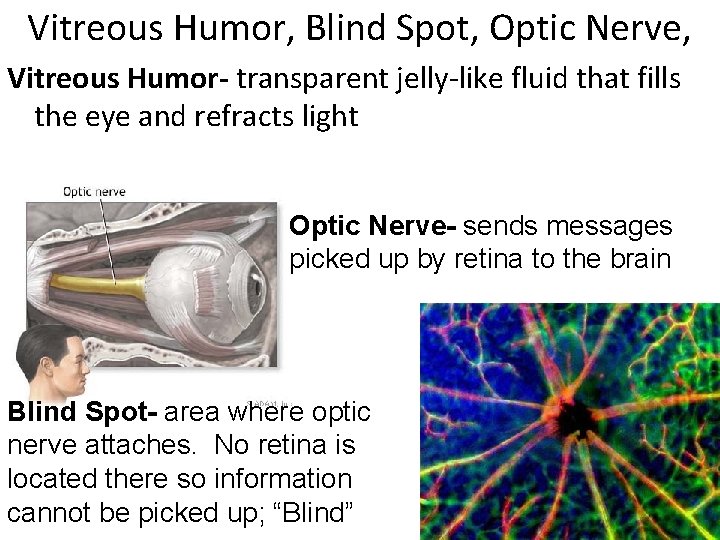 Vitreous Humor, Blind Spot, Optic Nerve, Vitreous Humor- transparent jelly-like fluid that fills the