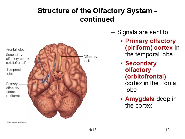 Structure of the Olfactory System continued – Signals are sent to • Primary olfactory