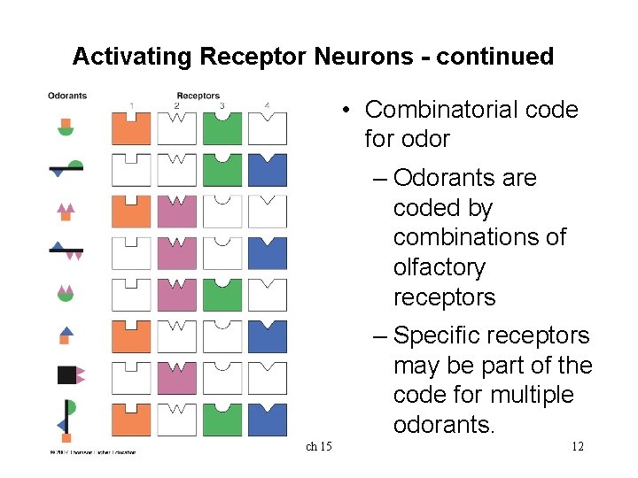 Activating Receptor Neurons - continued • Combinatorial code for odor – Odorants are coded