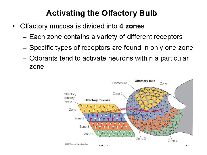Activating the Olfactory Bulb • Olfactory mucosa is divided into 4 zones – Each