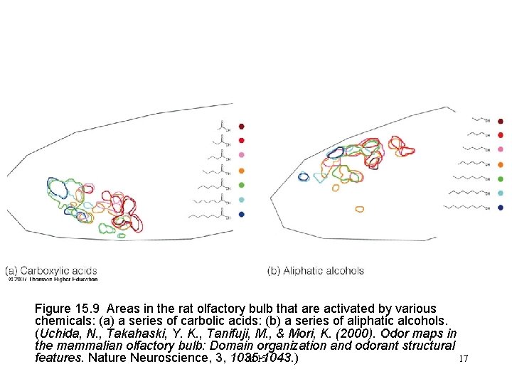 Figure 15. 9 Areas in the rat olfactory bulb that are activated by various