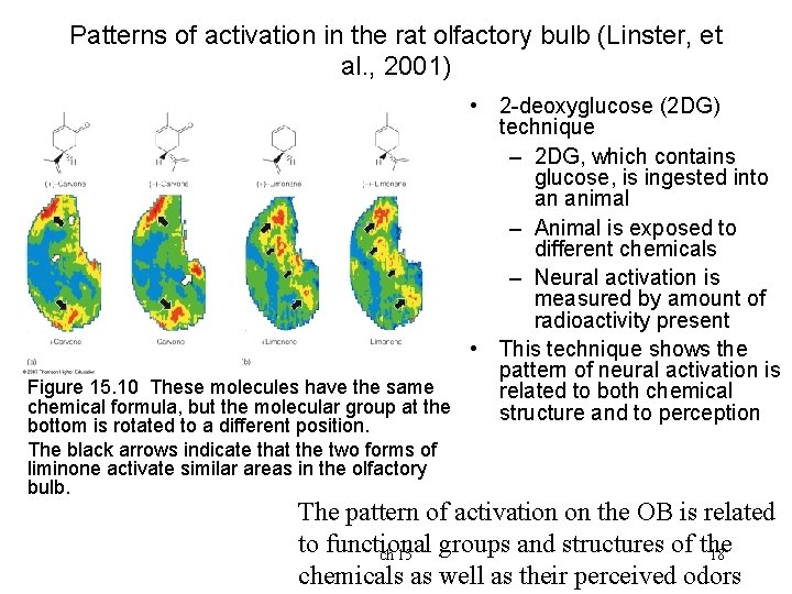 Patterns of activation in the rat olfactory bulb (Linster, et al. , 2001) •