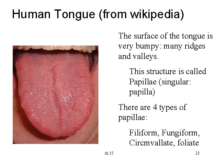 Human Tongue (from wikipedia) The surface of the tongue is very bumpy: many ridges