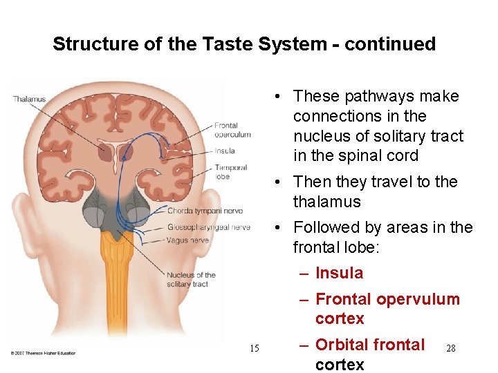 Structure of the Taste System - continued • These pathways make connections in the