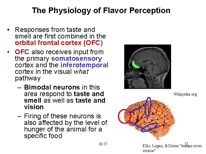The Physiology of Flavor Perception • Responses from taste and smell are first combined