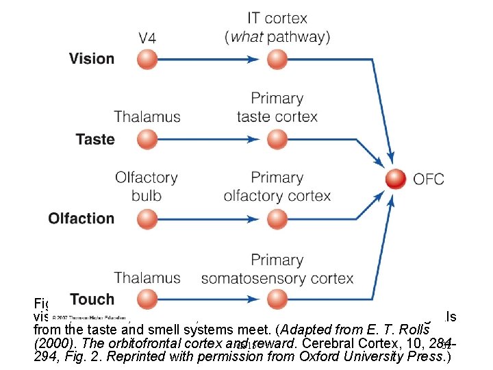 Figure 15. 22 The orbital frontal cortex (OFC) receives inputs from vision, olfaction, and