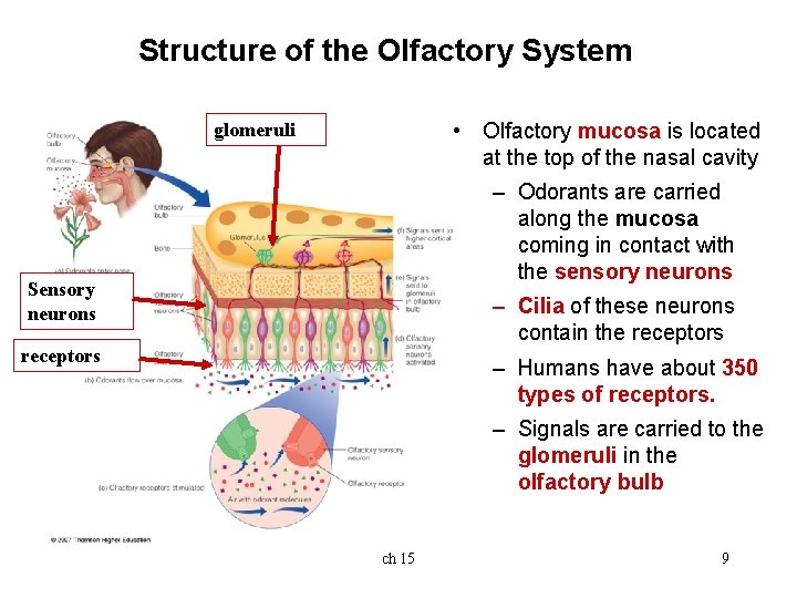 Structure of the Olfactory System • Olfactory mucosa is located at the top of