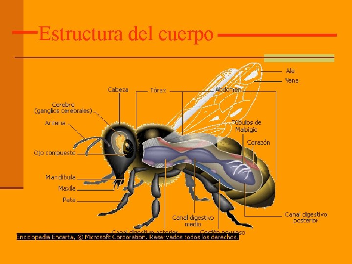 Estructura del cuerpo 
