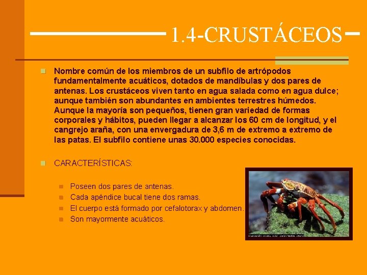 1. 4 -CRUSTÁCEOS n Nombre común de los miembros de un subfilo de artrópodos