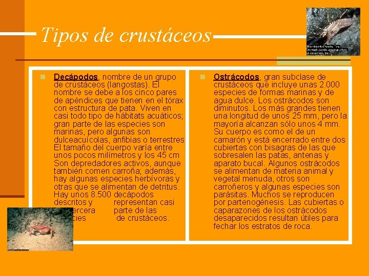Tipos de crustáceos n Decápodos, nombre de un grupo de crustáceos (langostas). El nombre