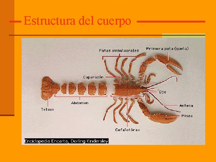 Estructura del cuerpo 