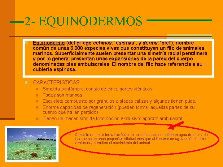 2 - EQUINODERMOS n Equinodermo (del griego echinos, ‘espinas’, y derma, ‘piel’), nombre común