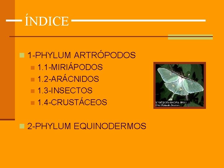 ÍNDICE n 1 -PHYLUM ARTRÓPODOS n 1. 1 -MIRIÁPODOS n 1. 2 -ARÁCNIDOS n