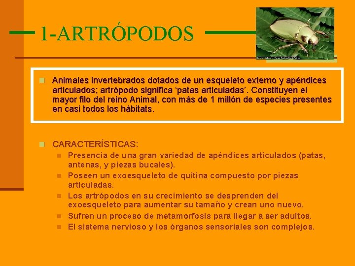 1 -ARTRÓPODOS n Animales invertebrados dotados de un esqueleto externo y apéndices articulados; artrópodo