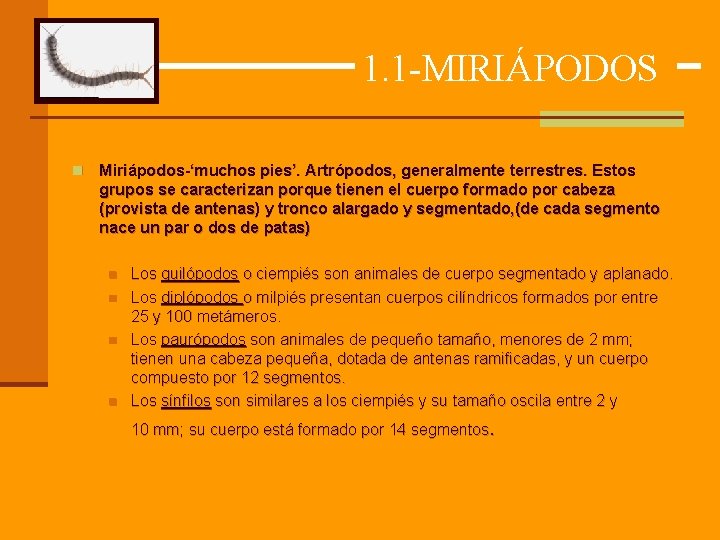 1. 1 -MIRIÁPODOS n Miriápodos-‘muchos pies’. Artrópodos, generalmente terrestres. Estos grupos se caracterizan porque