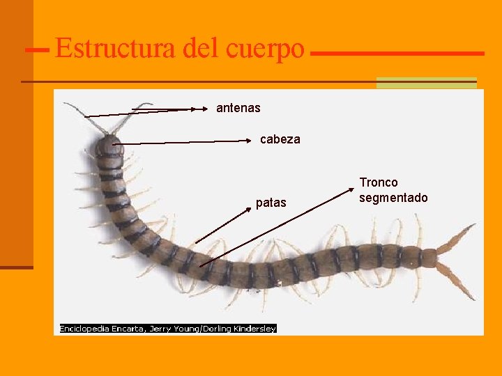 Estructura del cuerpo antenas cabeza patas Tronco segmentado 