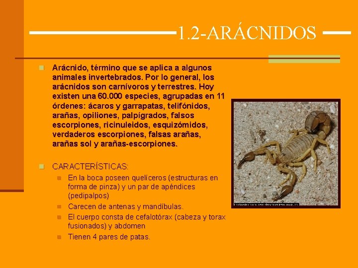 1. 2 -ARÁCNIDOS n Arácnido, término que se aplica a algunos animales invertebrados. Por