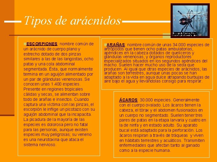 Tipos de arácnidos n. ESCORPIONES: nombre común de un arácnido de cuerpo plano y