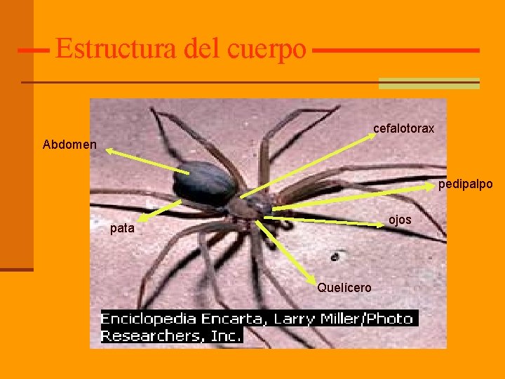 Estructura del cuerpo cefalotorax Abdomen pedipalpo ojos pata Quelícero 