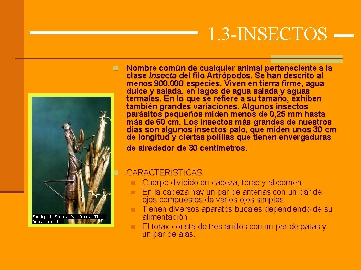 1. 3 -INSECTOS n Nombre común de cualquier animal perteneciente a la clase Insecta
