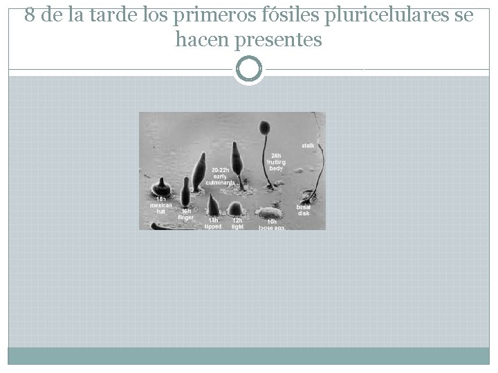 8 de la tarde los primeros fósiles pluricelulares se hacen presentes 