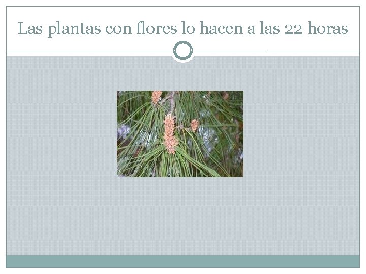 Las plantas con flores lo hacen a las 22 horas 