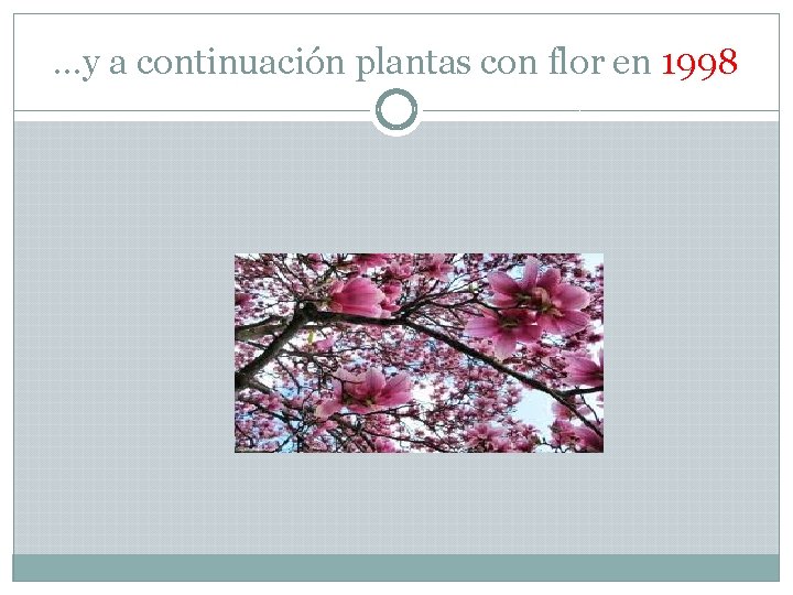 …y a continuación plantas con flor en 1998 