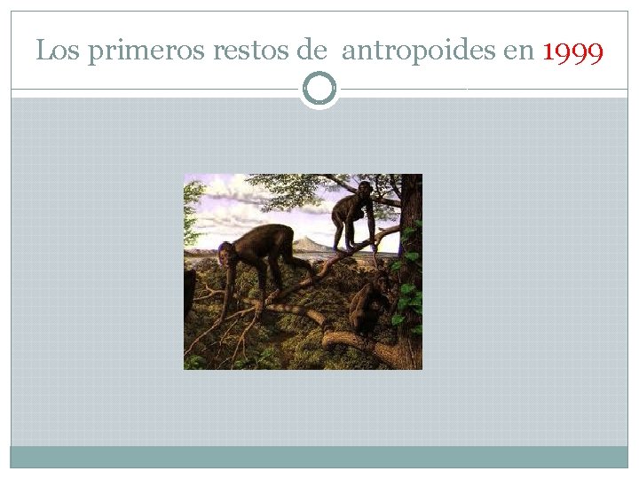 Los primeros restos de antropoides en 1999 