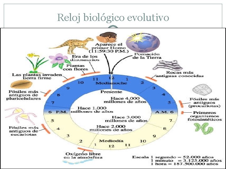 Reloj biológico evolutivo 