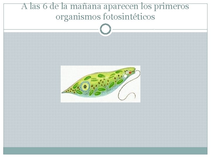 A las 6 de la mañana aparecen los primeros organismos fotosintéticos 