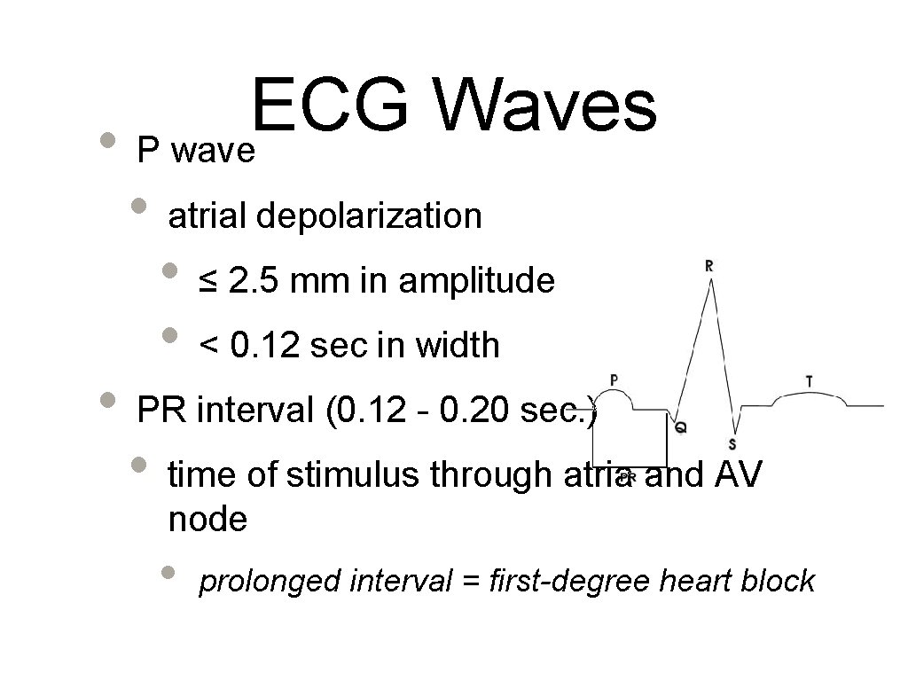 ECG Waves • P wave • atrial depolarization • ≤ 2. 5 mm in