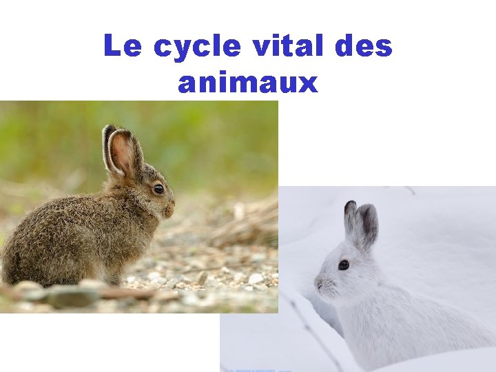 Le cycle vital des animaux 