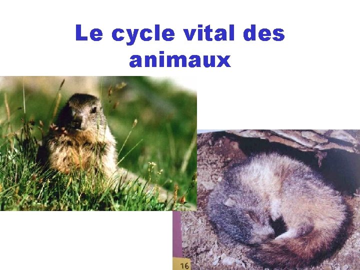 Le cycle vital des animaux Le cycle vital des animaux