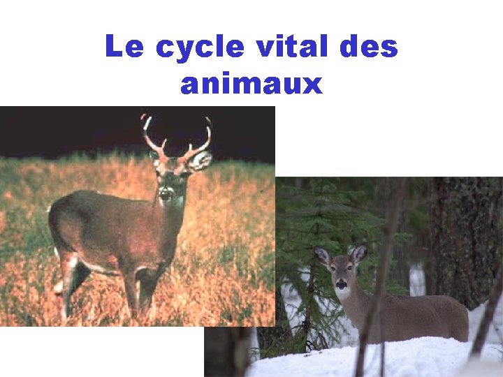 Le cycle vital des animaux 