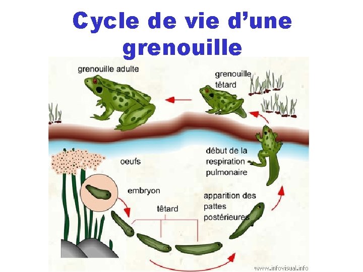 Cycle de vie d’une grenouille Cycle de vie d’une grenouille