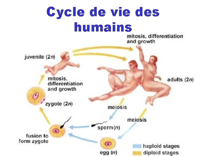 Cycle de vie des humains Cycle de vie des humains