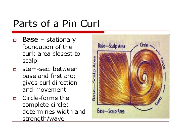 Parts of a Pin Curl o o o Base – stationary foundation of the