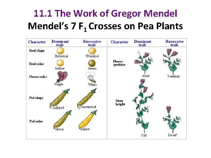 11. 1 The Work of Gregor Mendel’s 7 F 1 Crosses on Pea Plants