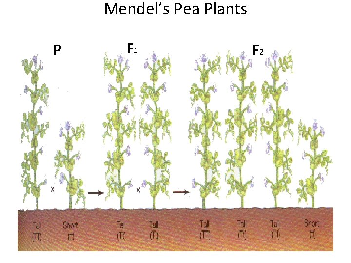 Mendel’s Pea Plants P F 1 F 2 