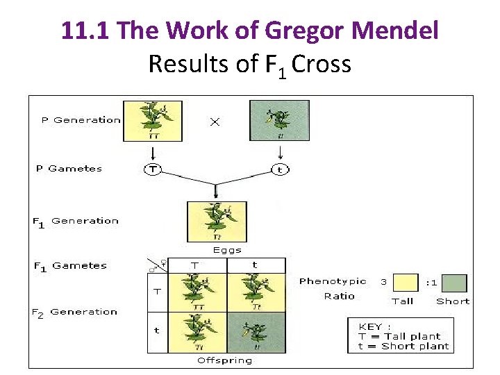 11. 1 The Work of Gregor Mendel Results of F 1 Cross 