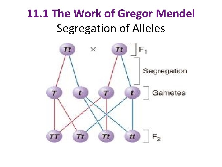 11. 1 The Work of Gregor Mendel Segregation of Alleles 