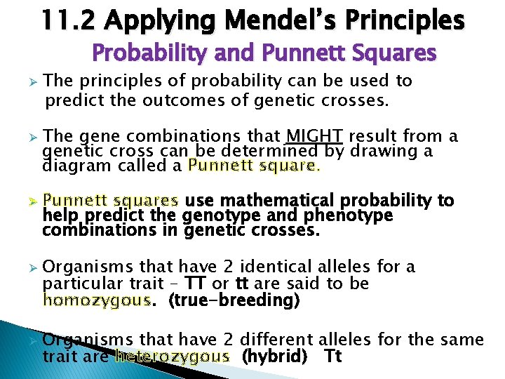 11. 2 Applying Mendel’s Principles Probability and Punnett Squares Ø Ø Ø The principles