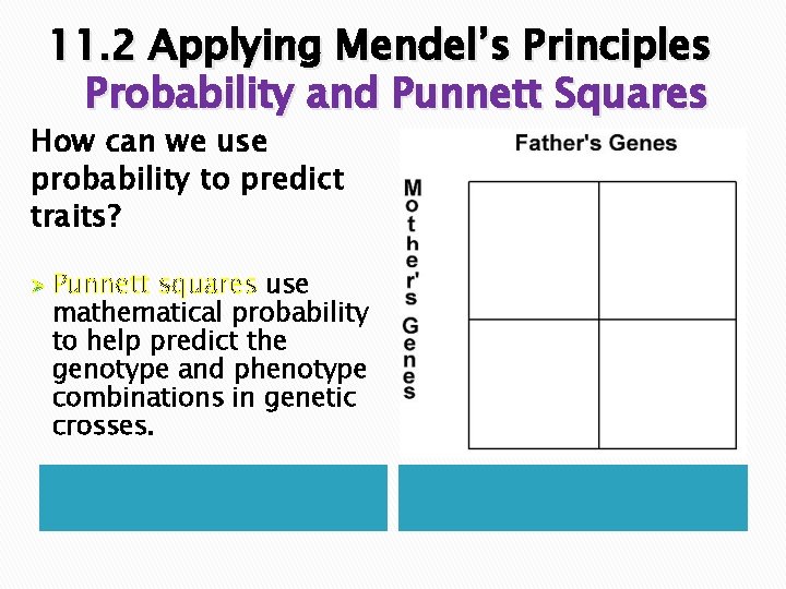 11. 2 Applying Mendel’s Principles Probability and Punnett Squares How can we use probability