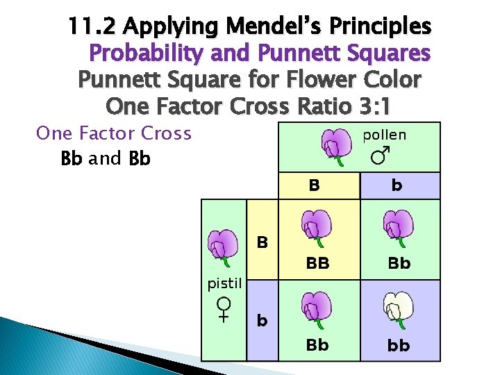 11. 2 Applying Mendel’s Principles Probability and Punnett Squares Punnett Square for Flower Color