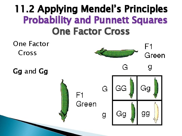 11. 2 Applying Mendel’s Principles Probability and Punnett Squares One Factor Cross Gg and
