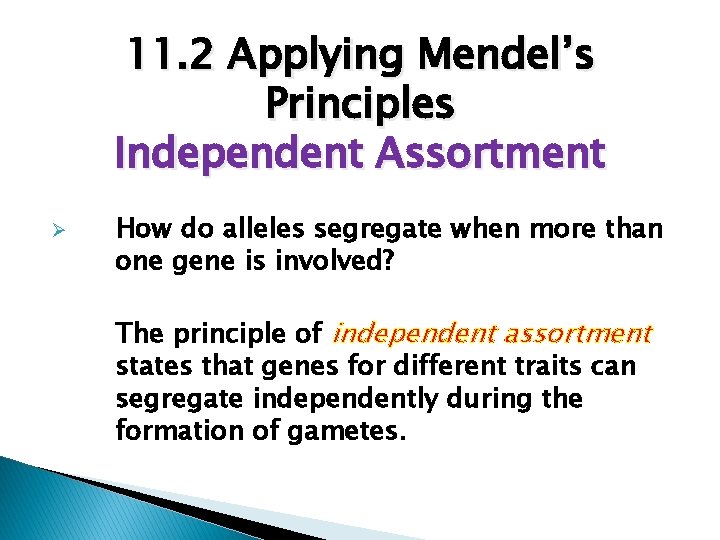 11. 2 Applying Mendel’s Principles Independent Assortment Ø How do alleles segregate when more