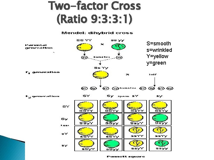 Two-factor Cross (Ratio 9: 3: 3: 1) S=smooth s=wrinkled Y=yellow y=green 