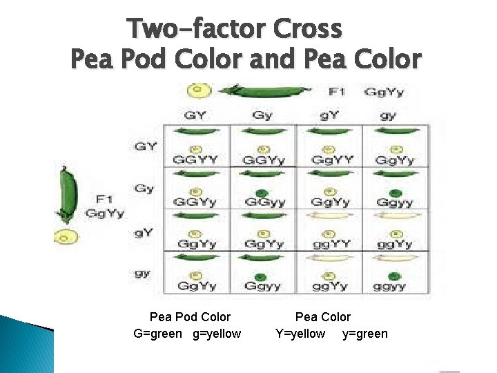 Two-factor Cross Pea Pod Color and Pea Color Pea Pod Color G=green g=yellow Pea