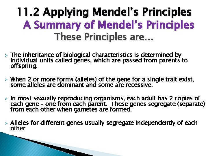 11. 2 Applying Mendel’s Principles A Summary of Mendel’s Principles These Principles are… Ø